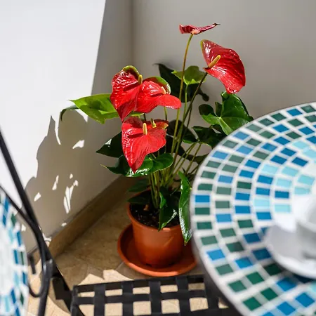 Il Quadrifoglio - Sea View Terrace 卡普里